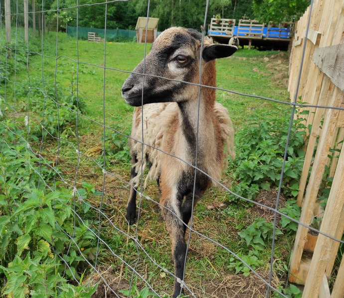 Obrázek galerie  26211