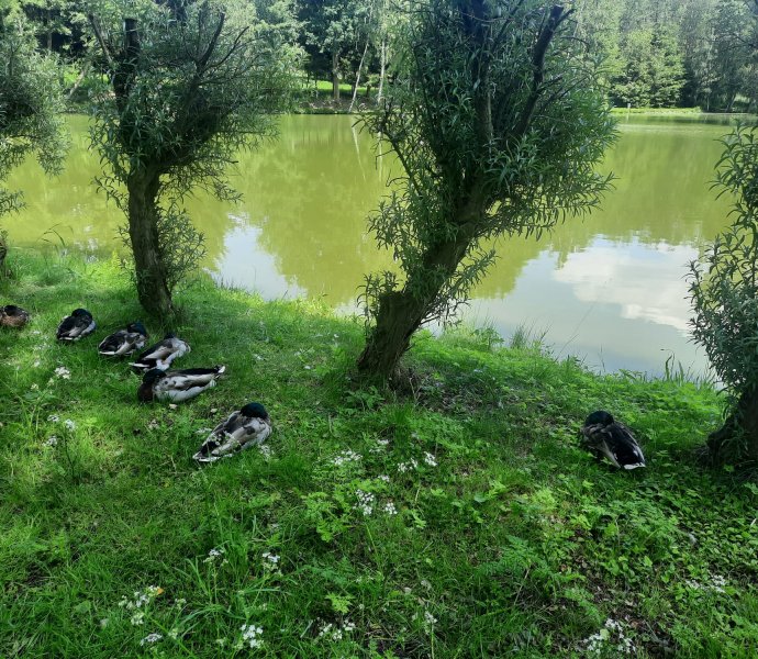 Obrázek galerie  26650