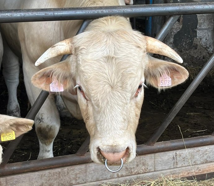 Obrázek galerie  27045