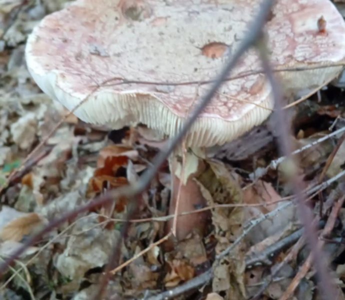 Obrázek galerie  32089