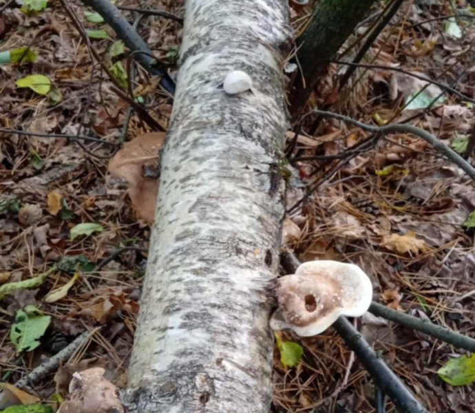 Obrázek galerie  32090