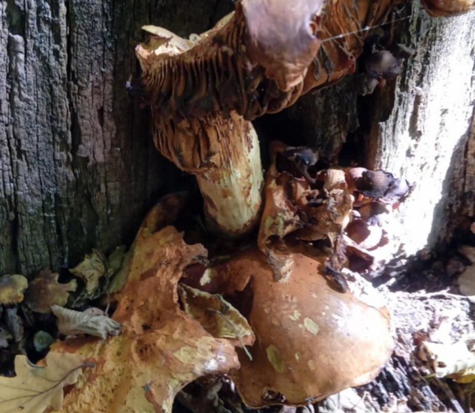 Obrázek galerie  32093