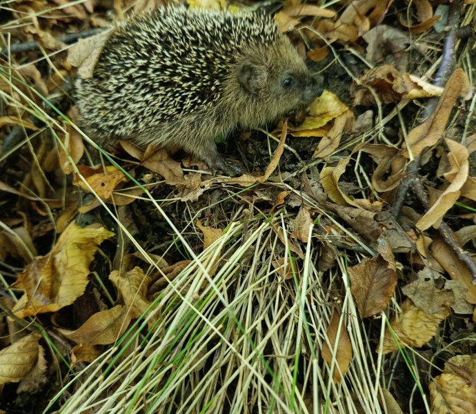 Obrázek galerie  33077