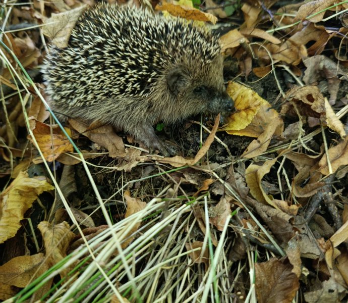 Obrázek galerie  33078