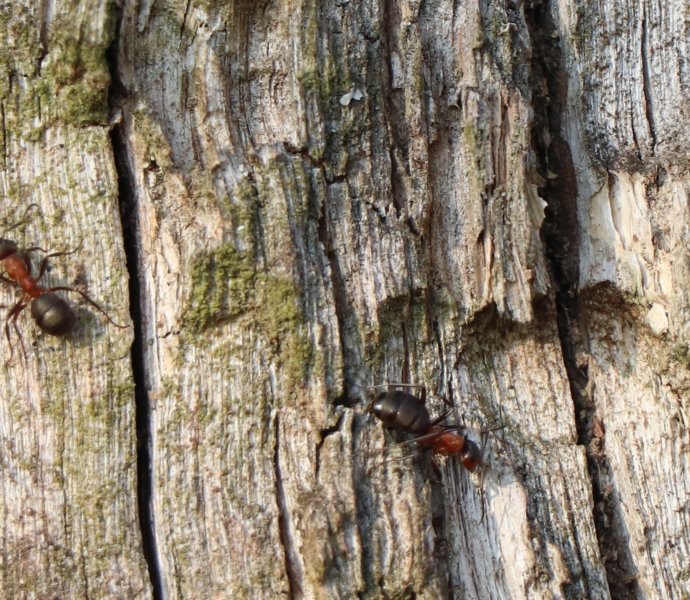 Obrázek galerie  7303